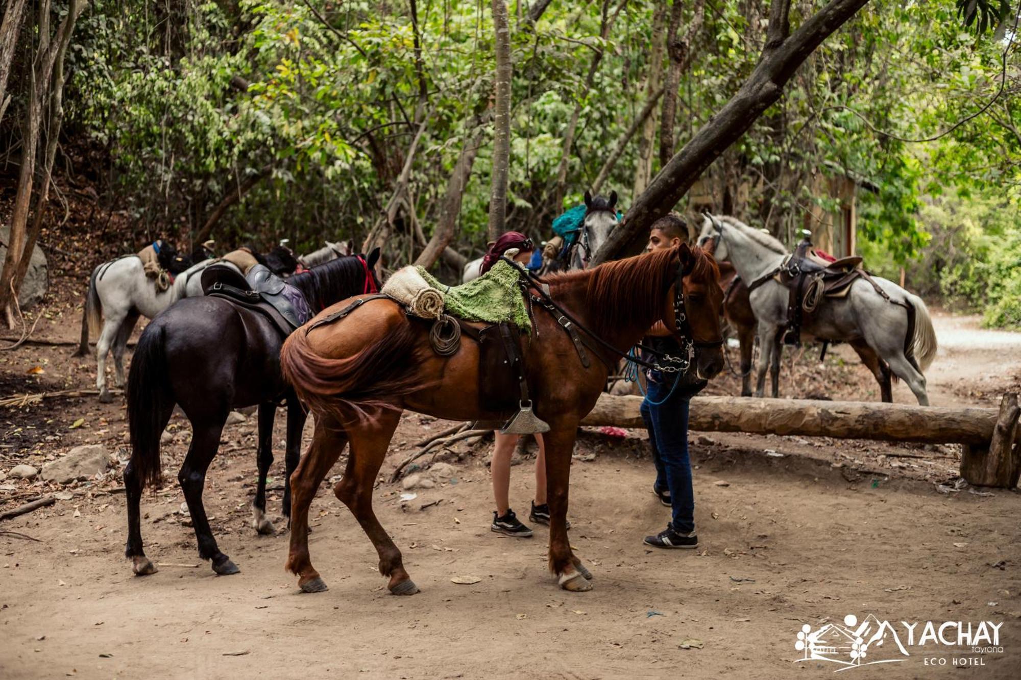 Ecohotel Yachay Tayrona Dentro Del Parque Tayrona El Zaino Buitenkant foto
